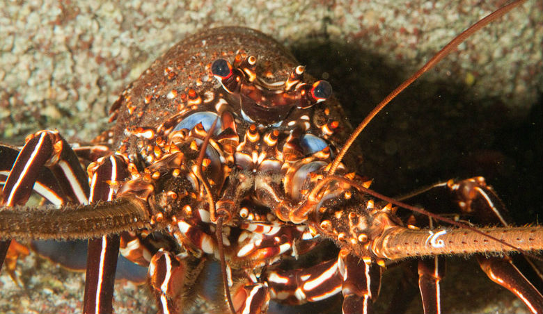 В Южной Америке обитает "украшенный лангуст" или "лангуст Острова Хуан Фернандес"