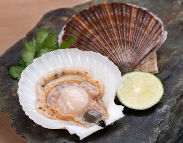 От устриц до рапан - гребешки