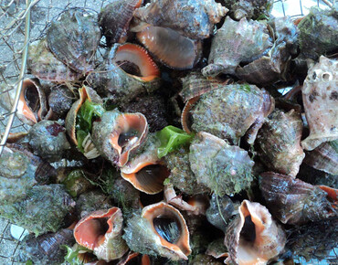 От устриц до рапан