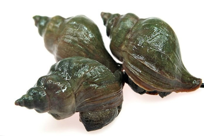 Брюхоногие – рапана, трубач на "Мечта Гурмана" Брюхоногие – рапана, трубач на Мечта Гурмана