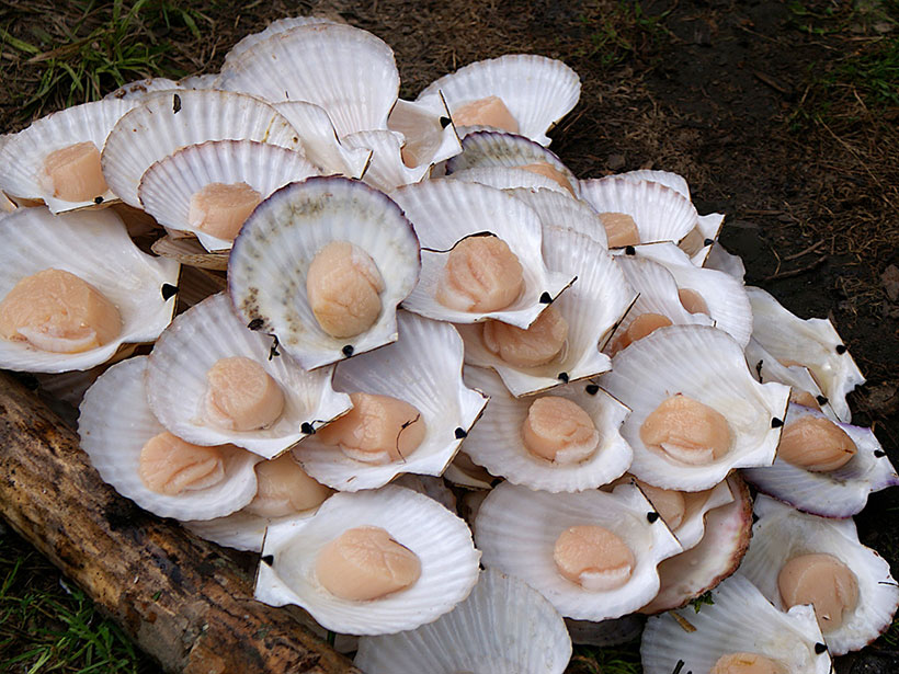 гребешки морские  раковине