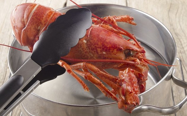 Как приготовить живых омаров и как их хранить?