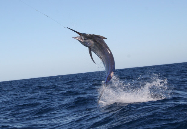 Какое по вкусу мясо марлина?