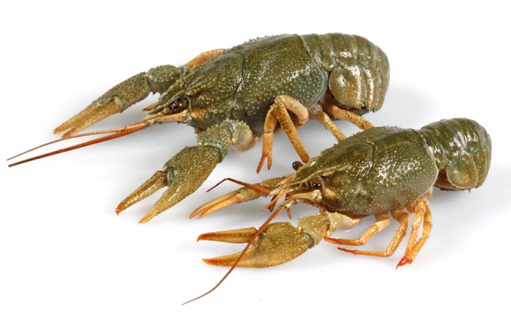 Живые раки на "Мечта Гурмана" Живые раки на "Мечта Гурмана"