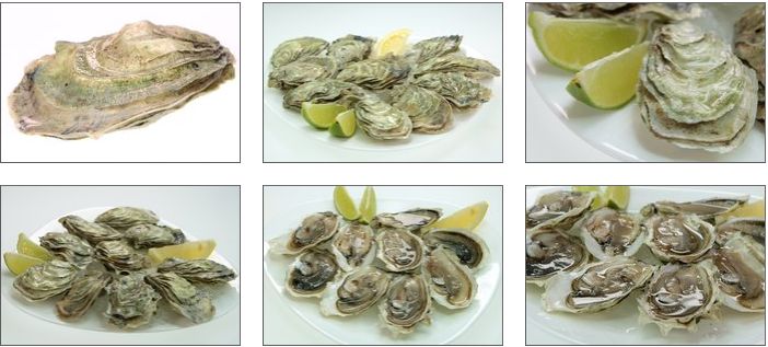 Сахалинские устрицы разных размеров на "Мечта Гурмана" Сахалинские устрицы разных размеров на "Мечта Гурмана"